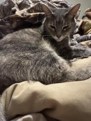 Lost Female Cat last seen Ware lake road Vancleave, MS , Vancleave, MS 39565