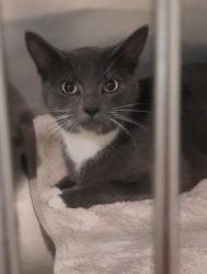 Lost Female Cat last seen Kinkead st, Fayetteville, NC 28314