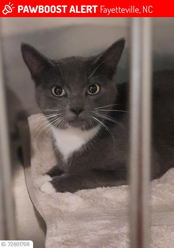 Lost Female Cat last seen Kinkead st, Fayetteville, NC 28314