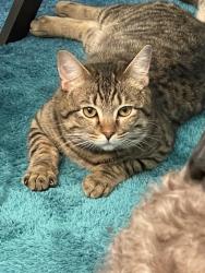 Lost Male Cat last seen Fontana/Riggin, Visalia, CA 93291