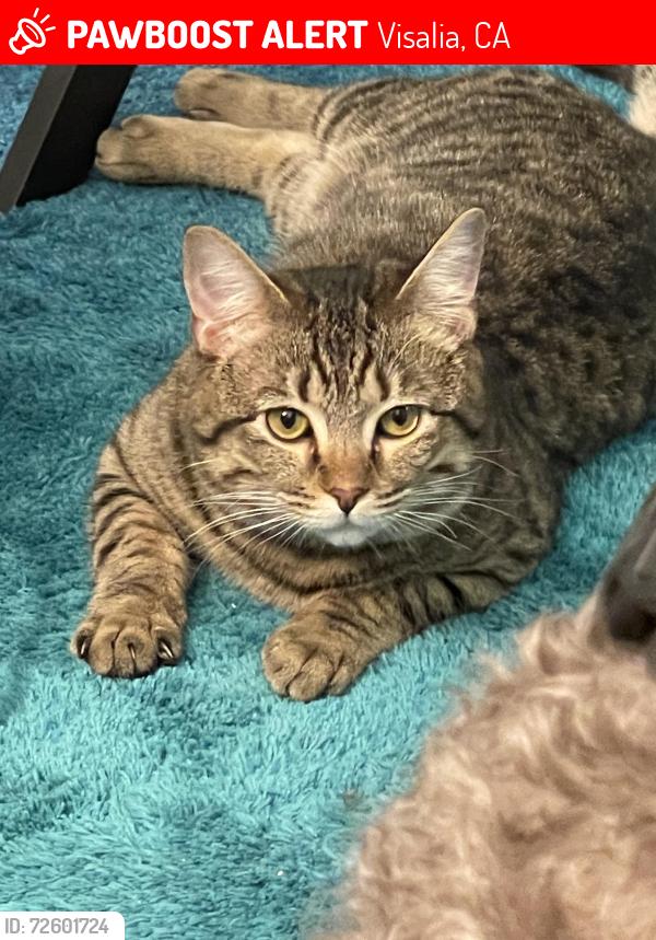 Lost Male Cat last seen Fontana/Riggin, Visalia, CA 93291