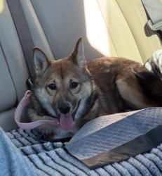 Lost Female Dog last seen Near 13th Ave S, St. Petersburg, FL 33712