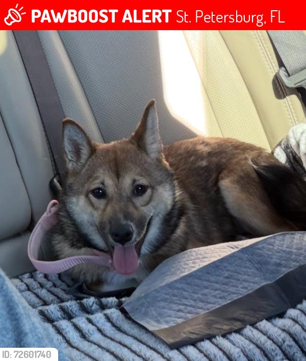 Lost Female Dog last seen Near 13th Ave S, St. Petersburg, FL 33712