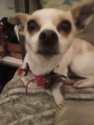 Lost Female Dog last seen Nord, Chico, CA 95926