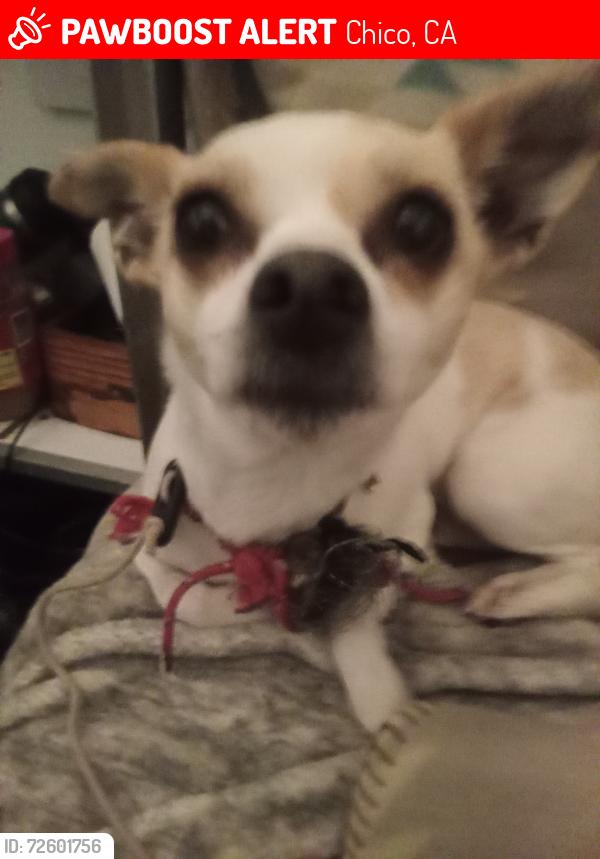 Lost Female Dog last seen Nord, Chico, CA 95926
