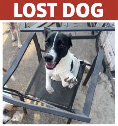 Lost Male Dog last seen Wilcrest st, Houston, TX 77072