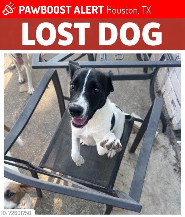 Lost Male Dog last seen Wilcrest st, Houston, TX 77072