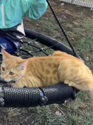 Lost Female Cat last seen Silver Spur and Buckboard , Lincoln, CA 95648