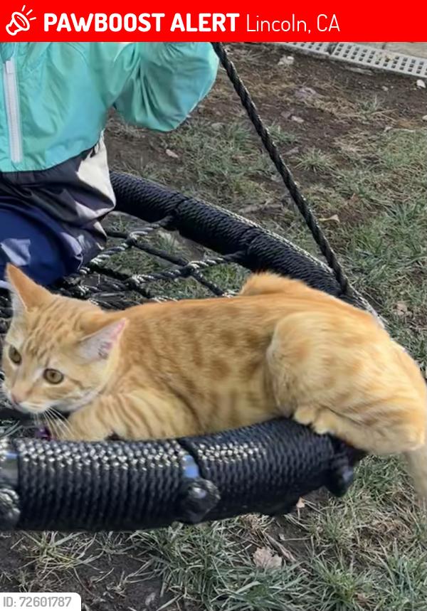 Lost Female Cat last seen Silver Spur and Buckboard , Lincoln, CA 95648