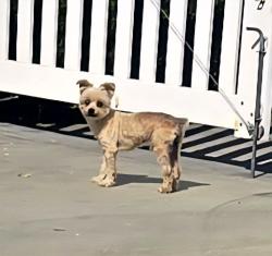 Found/Stray Male Dog last seen Vena and Kamloops, Los Angeles, CA 91331