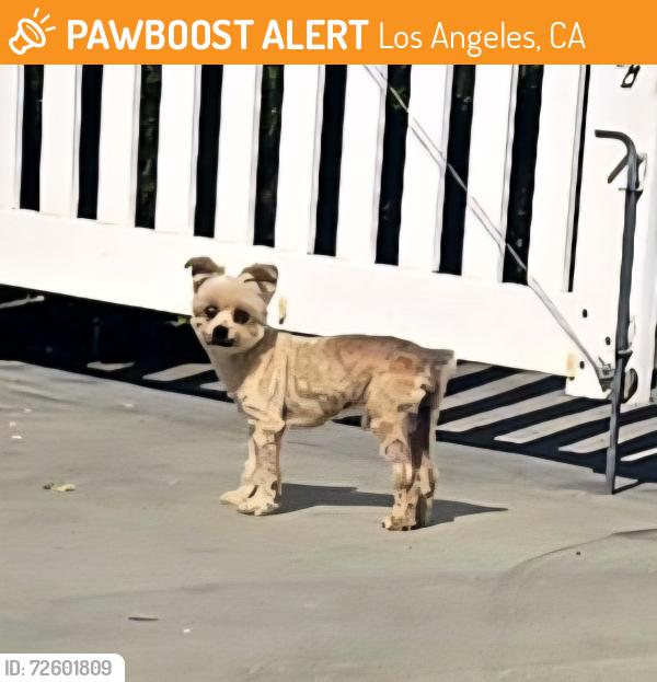 Found/Stray Male Dog last seen Vena and Kamloops, Los Angeles, CA 91331
