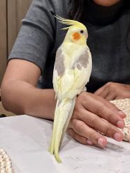 Lost Female Bird last seen East Gibson and Harry Lorenzo, Woodland, CA 95776