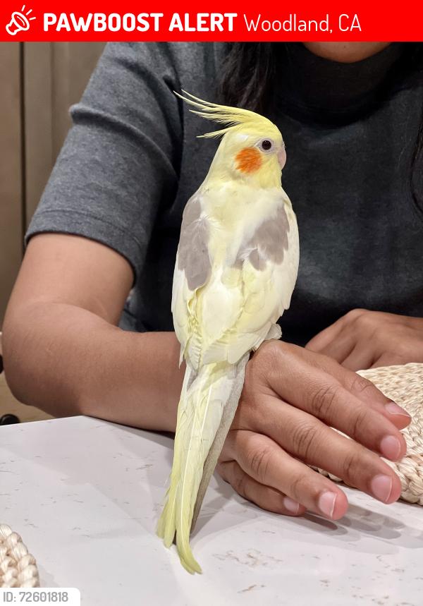 Lost Female Bird last seen East Gibson and Harry Lorenzo, Woodland, CA 95776