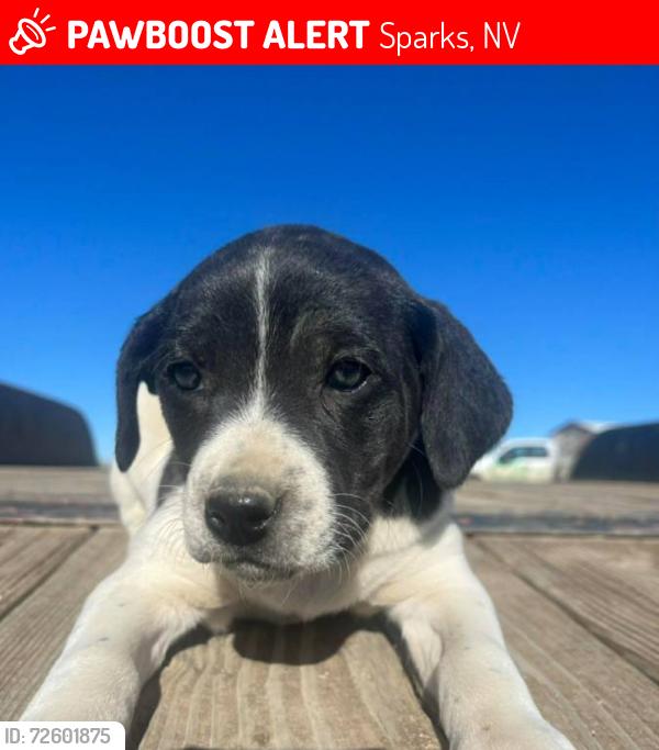 Lost Female Dog last seen The nugget casino parking lot, Sparks, NV 89431