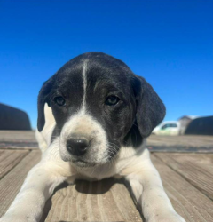 Lost Female Dog last seen The nugget casino parking lot, Sparks, NV 89431