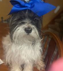 Lost Female Dog last seen Ondich rd , Apopka, FL 32712