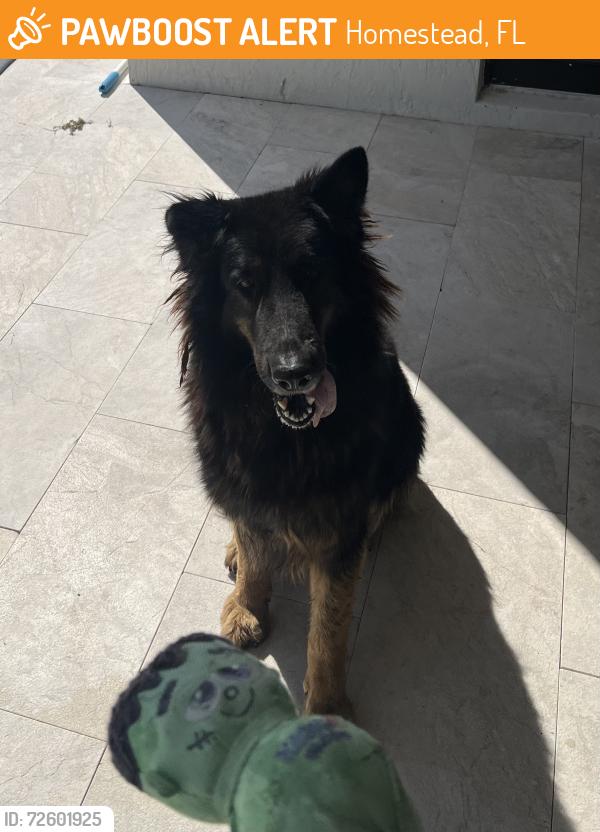 Found/Stray Female Dog last seen Near SW 162 Ave, Homestead, FL 33031