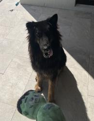 Found/Stray Female Dog last seen Near SW 162 Ave, Homestead, FL 33031