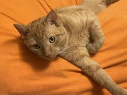 Lost Male Cat last seen Springs Rd and CVS, Hickory, NC 28601
