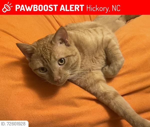 Lost Male Cat last seen Springs Rd and CVS, Hickory, NC 28601