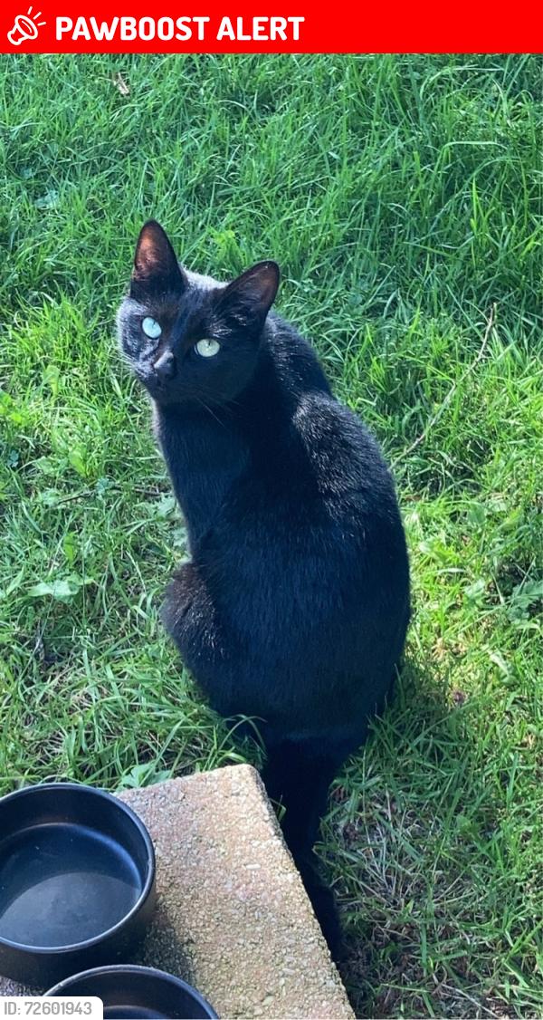 Lost Female Cat last seen Omagh hospital road , Fermanagh and Omagh, Northern Ireland BT79