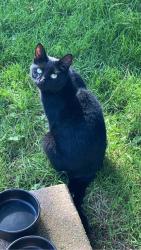 Lost Female Cat last seen Omagh hospital road , Fermanagh and Omagh, Northern Ireland BT79