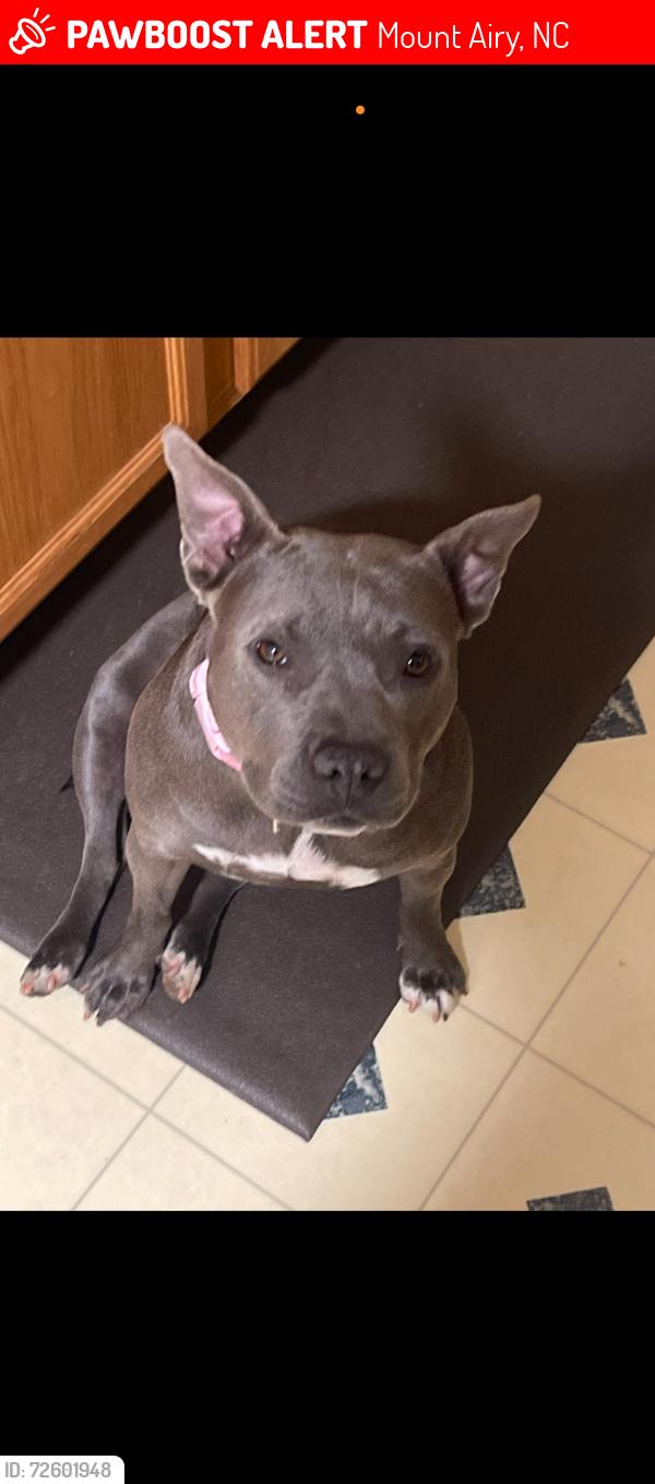 Lost Female Dog last seen White pines country club road , Mount Airy, NC 27030