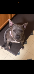 Lost Female Dog last seen White pines country club road , Mount Airy, NC 27030