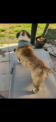Lost Male Dog last seen arcadia trail park , Fort Worth, TX 76137