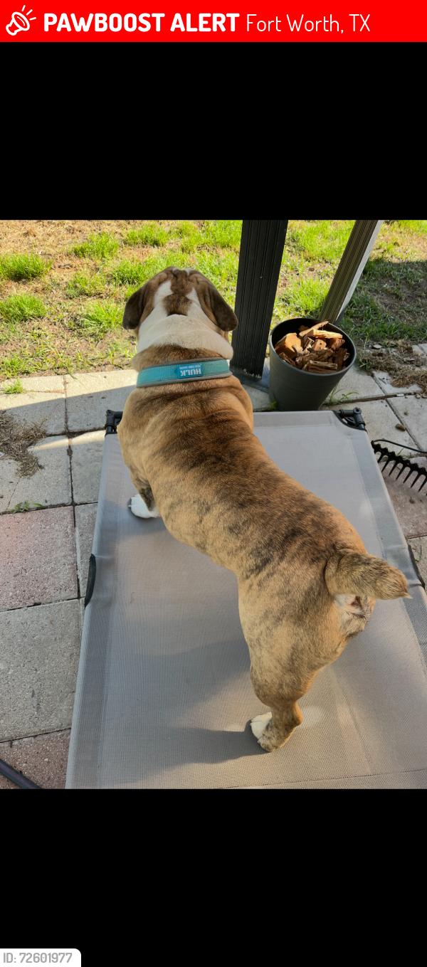 Lost Male Dog last seen arcadia trail park , Fort Worth, TX 76137