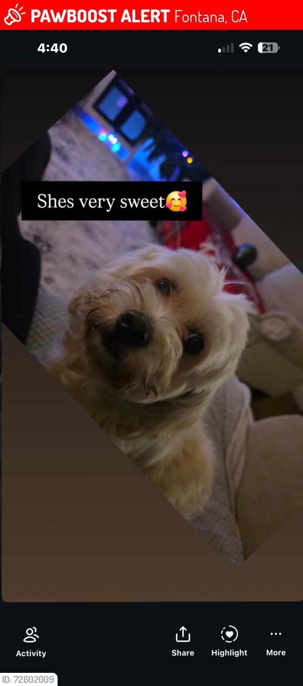 Lost Female Dog last seen Walnut village , Fontana, CA 92335