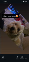 Lost Female Dog last seen Walnut village , Fontana, CA 92335