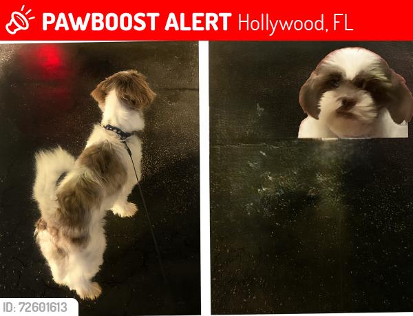 Lost Female Dog last seen Pembroke Rd and Pembroke Pines, Hollywood, FL 33023