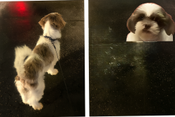 Lost Female Dog last seen Pembroke Rd and Pembroke Pines, Hollywood, FL 33023