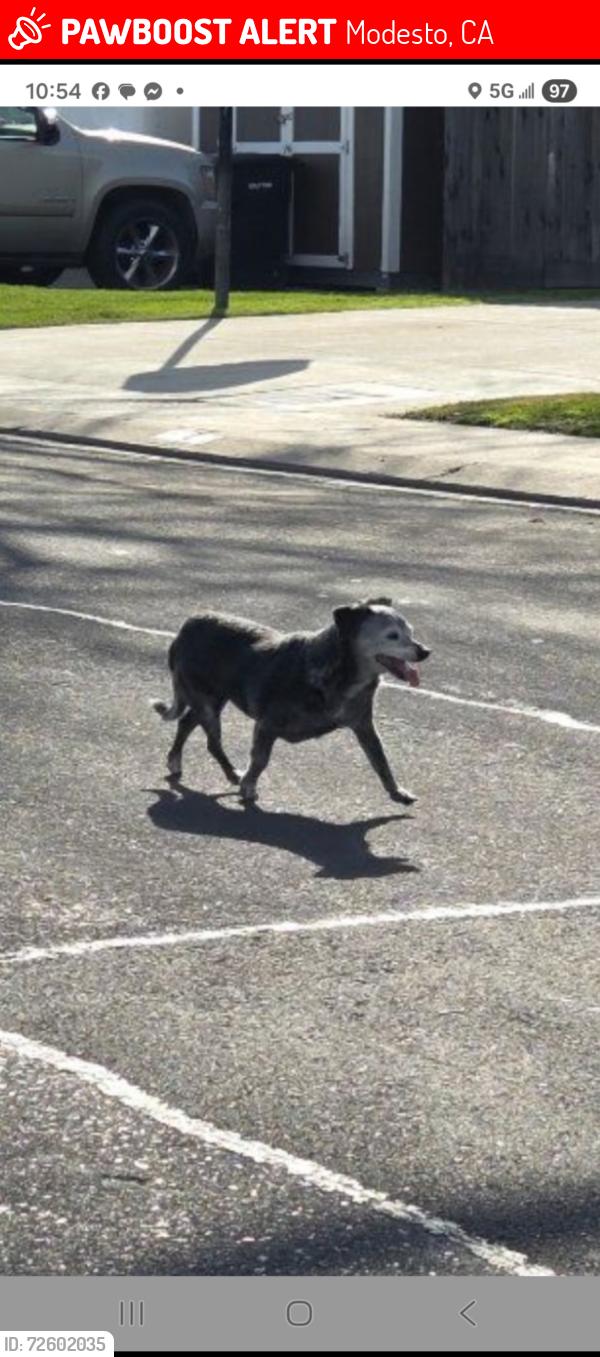 Lost Female Dog last seen Downey and East Orangeburg, Modesto, CA 95355