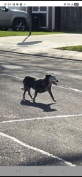 Lost Female Dog last seen Downey and East Orangeburg, Modesto, CA 95355