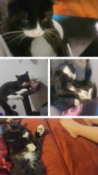 Lost Male Cat last seen  NE 48 between MLK & prospect, Oklahoma City, OK 73111