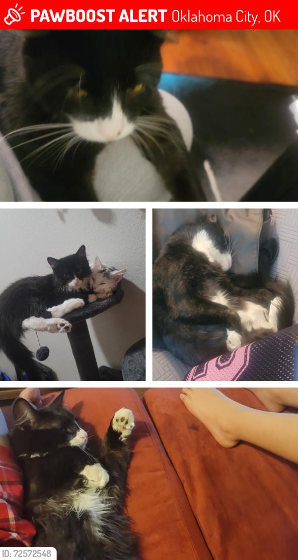 Lost Male Cat last seen  NE 48 between MLK & prospect, Oklahoma City, OK 73111