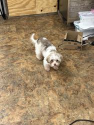 Reunited Male Dog last seen Near W Tidwell Rd, Houston, TX 77092, USA, Houston, TX 77092