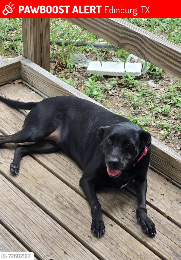Lost Female Dog last seen Near Lizette Dr. Edinburg. TX 78642, Edinburg, TX 78542
