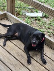 Lost Female Dog last seen Near Lizette Dr. Edinburg. TX 78642, Edinburg, TX 78542
