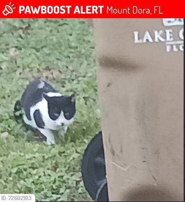 Lost Male Cat last seen eudora, Mount Dora, FL 32726