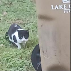Lost Male Cat last seen eudora, Mount Dora, FL 32726