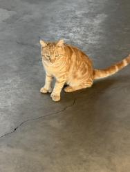Lost Male Cat last seen West side tulare , Tulare, CA 93274