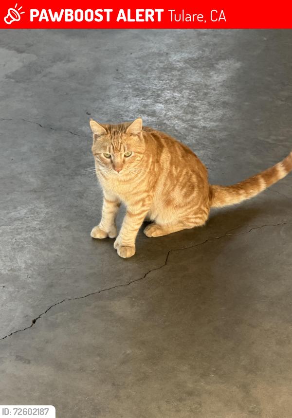 Lost Male Cat last seen West side tulare , Tulare, CA 93274