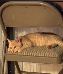 Lost Male Cat last seen Logan Avenue across from Logan Memorial School, San Diego, CA 92113