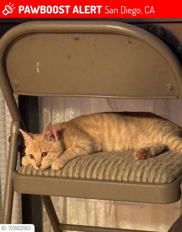 Lost Male Cat last seen Logan Avenue across from Logan Memorial School, San Diego, CA 92113