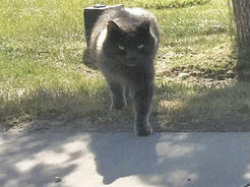 Lost Male Cat last seen Holmes St, Idaho Falls, ID 83404