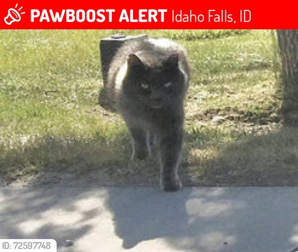Lost Male Cat last seen Holmes St, Idaho Falls, ID 83404