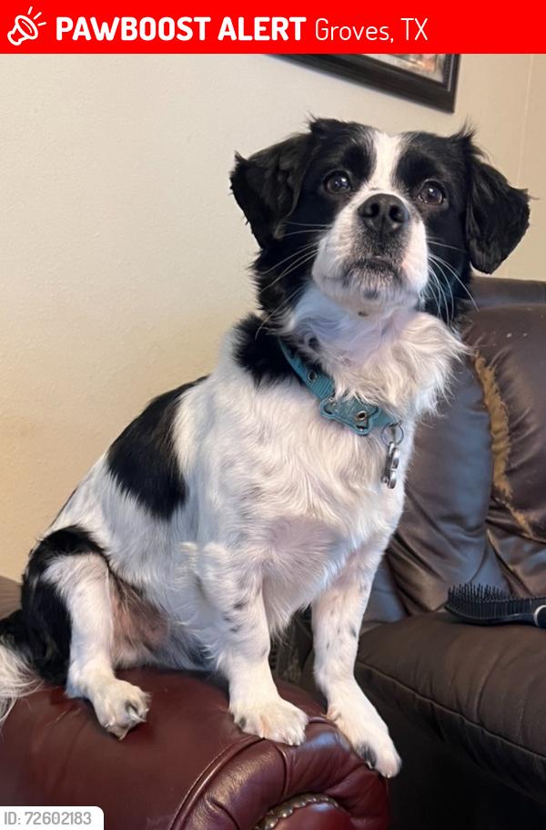 Lost Male Dog last seen terrell st groves, Groves, TX 77619